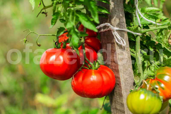 Выращивание сладких томатов в теплице